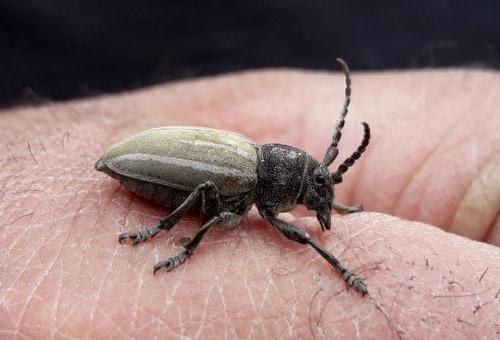 Réf. 251 078 : Iberodorcadion fuliginator
